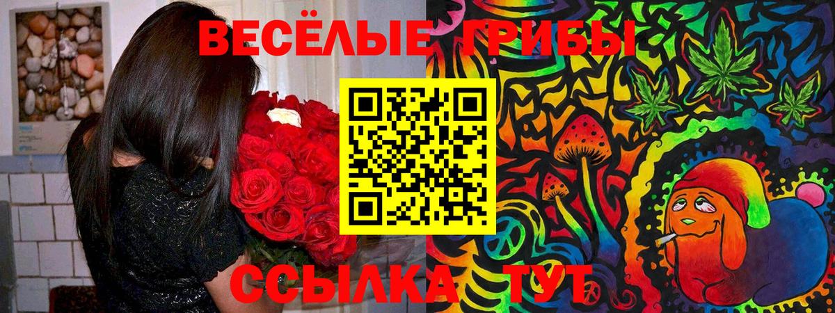 Галлюциногенные грибы Psilocybe Сальск